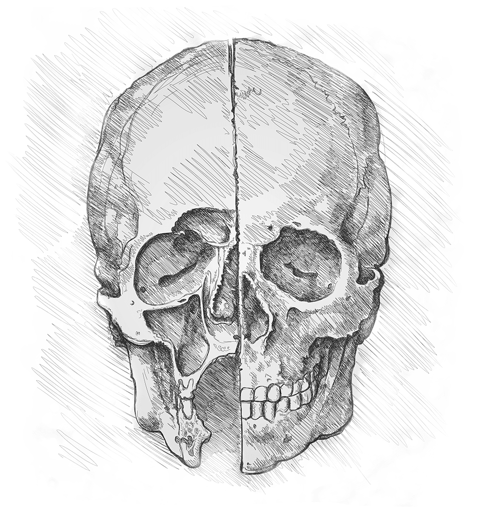 Skull by Leonardo Da Vinci.
